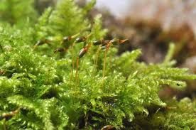 Attēlu rezultāti vaicājumam “Ctenidium molluscum”