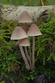 Attēlu rezultāti vaicājumam “Mycena haematopus”