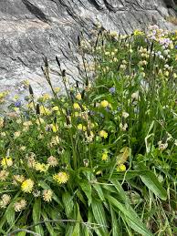 Attēlu rezultāti vaicājumam “Anthyllis maritima bud”