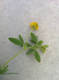 Attēlu rezultāti vaicājumam “Trifolium spadiceum flower”