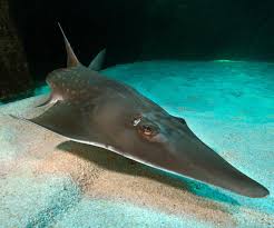 Image result for Rhynchobatus djiddensis