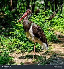 Attēlu rezultāti vaicājumam “Ciconia nigra adult”