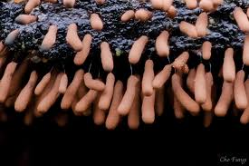 Attēlu rezultāti vaicājumam “Stemonitopsis gracilis”