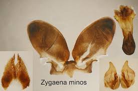 Attēlu rezultāti vaicājumam “Zygaena minos”