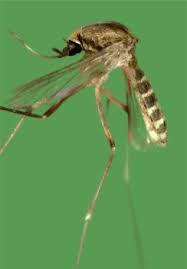 Attēlu rezultāti vaicājumam “Culex pipiens female”