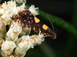 Attēlu rezultāti vaicājumam “Glyphipterigidae”