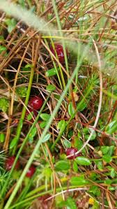 Attēlu rezultāti vaicājumam “Oxycoccus bud”