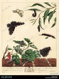 Attēlu rezultāti vaicājumam “Abraxas grossulariata larva”