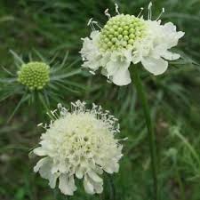 Image result for Scabiosa ochroleuca