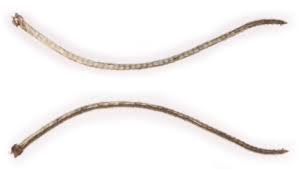 Attēlu rezultāti vaicājumam “Ancylis laetana”