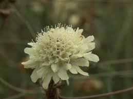 Attēlu rezultāti vaicājumam “Scabiosa ochroleuca”