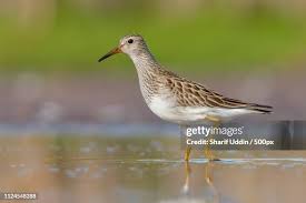 Attēlu rezultāti vaicājumam “Calidris maritima adult”