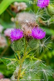 Attēlu rezultāti vaicājumam “Cirsium vulgare flower”