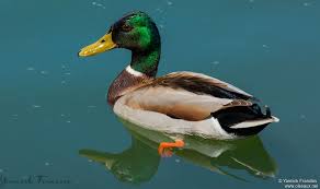 Attēlu rezultāti vaicājumam “Anas platyrhynchos male”