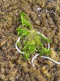 Attēlu rezultāti vaicājumam “Sphagnum fallax”