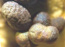 Attēlu rezultāti vaicājumam “Badhamia foliicola”