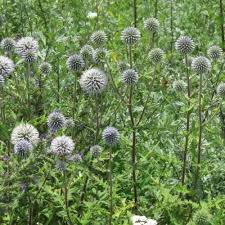Attēlu rezultāti vaicājumam “Echinops sphaerocephalus”