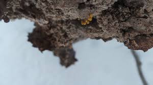 Attēlu rezultāti vaicājumam “Hemitrichia leiotricha stalked”