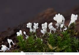 Attēlu rezultāti vaicājumam “Arcyria cinerea stalked”