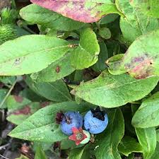 Attēlu rezultāti vaicājumam “Epilobium angustifolium fruit”