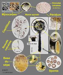 Attēlu rezultāti vaicājumam “Physarum globuliferum spores”