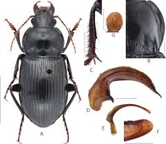 Attēlu rezultāti vaicājumam “Amara sp.”