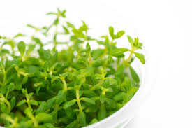 Attēlu rezultāti vaicājumam “Scrophulariaceae”