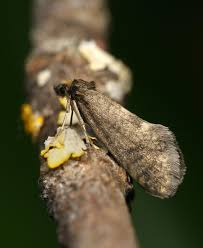 Attēlu rezultāti vaicājumam “Taleporia tubulosa”