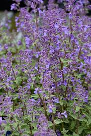 Attēlu rezultāti vaicājumam “Nepeta x faassenii leaf”