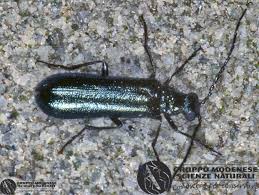 Attēlu rezultāti vaicājumam “Dasytes sp.”