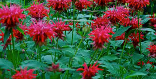 Image result for Monarda didyma