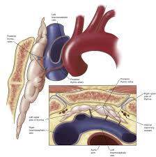 Image result for Thymus