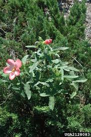 Image result for Abelmoschus moschatus