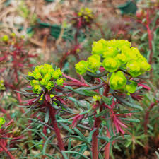 Attēlu rezultāti vaicājumam “Euphorbia cyparissias”