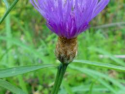 Attēlu rezultāti vaicājumam “Centaurea jacea bud”