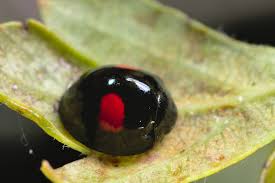 Attēlu rezultāti vaicājumam “Chilocorus renipustulatus”