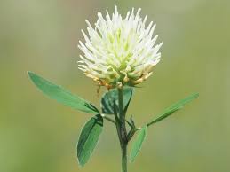 Attēlu rezultāti vaicājumam “Trifolium montanum flower”