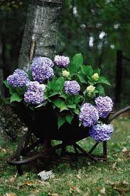 Attēlu rezultāti vaicājumam “Hydrangea”