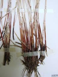 Attēlu rezultāti vaicājumam “Eleocharis uniglumis fruit”