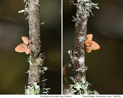 Attēlu rezultāti vaicājumam “Macrotyphula fistulosa”