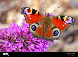 Attēlu rezultāti vaicājumam “Inachis io”