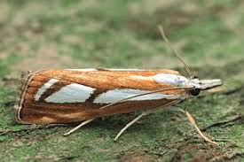 Attēlu rezultāti vaicājumam “Catoptria permutatellus”