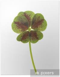 Attēlu rezultāti vaicājumam “Trifolium repens leaf”