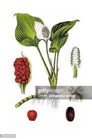 Attēlu rezultāti vaicājumam “Calla palustris fruit”