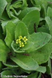 Attēlu rezultāti vaicājumam “Draba nemorosa fruit”