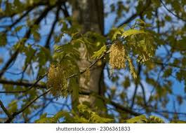 Attēlu rezultāti vaicājumam “Quercus rubra flower”