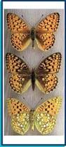 Attēlu rezultāti vaicājumam “Argynnis niobe”