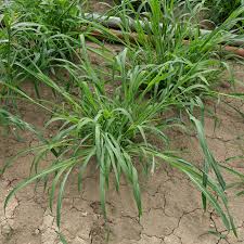 Attēlu rezultāti vaicājumam “Echinochloa crus-galli fruit”