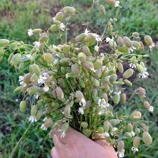 Attēlu rezultāti vaicājumam “Silene otites fruit”