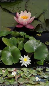 Attēlu rezultāti vaicājumam “Nymphaeaceae”